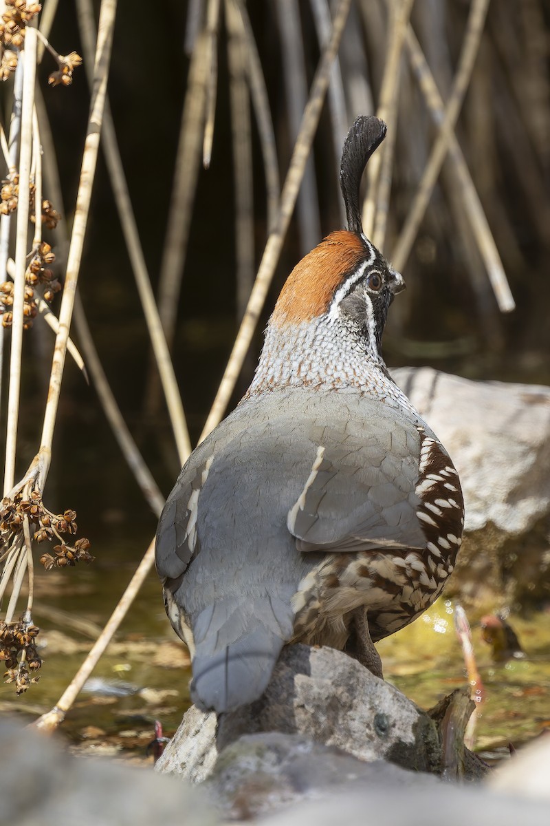 Gambel's Quail - ML647408875