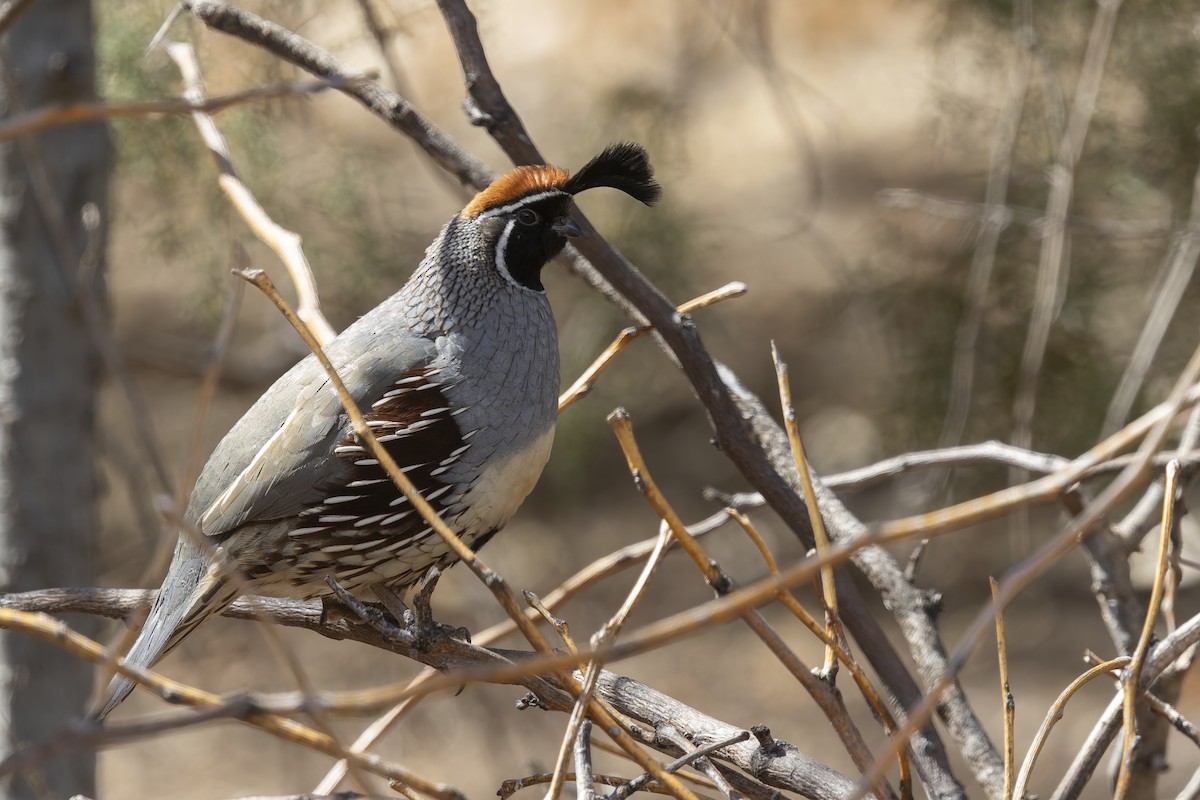 Gambel's Quail - ML647408876