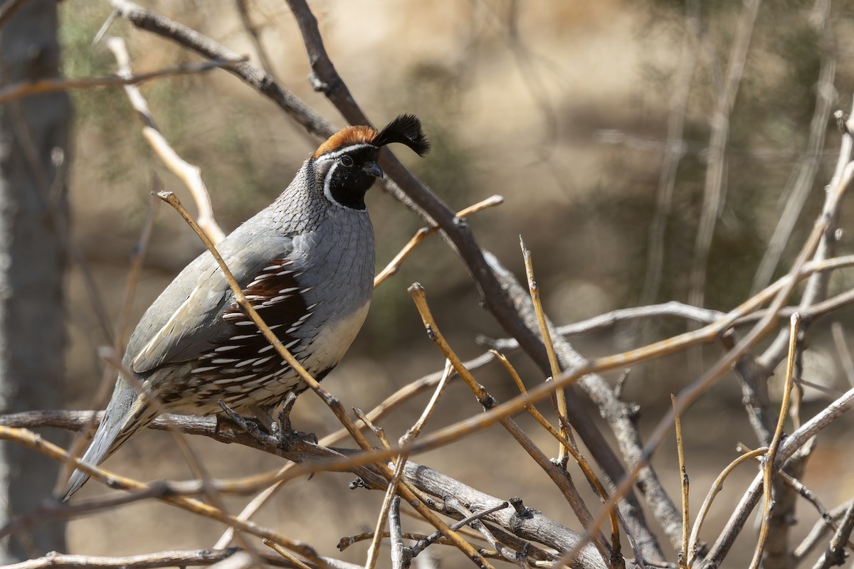 Gambel's Quail - ML647408877