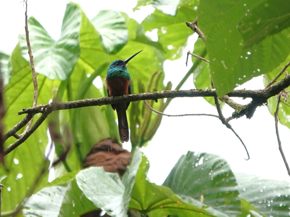 Bluish-fronted Jacamar - ML647408880