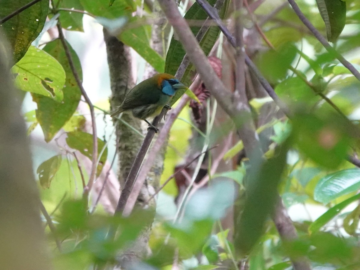 Versicolored Barbet (Blue-moustached) - ML647408881