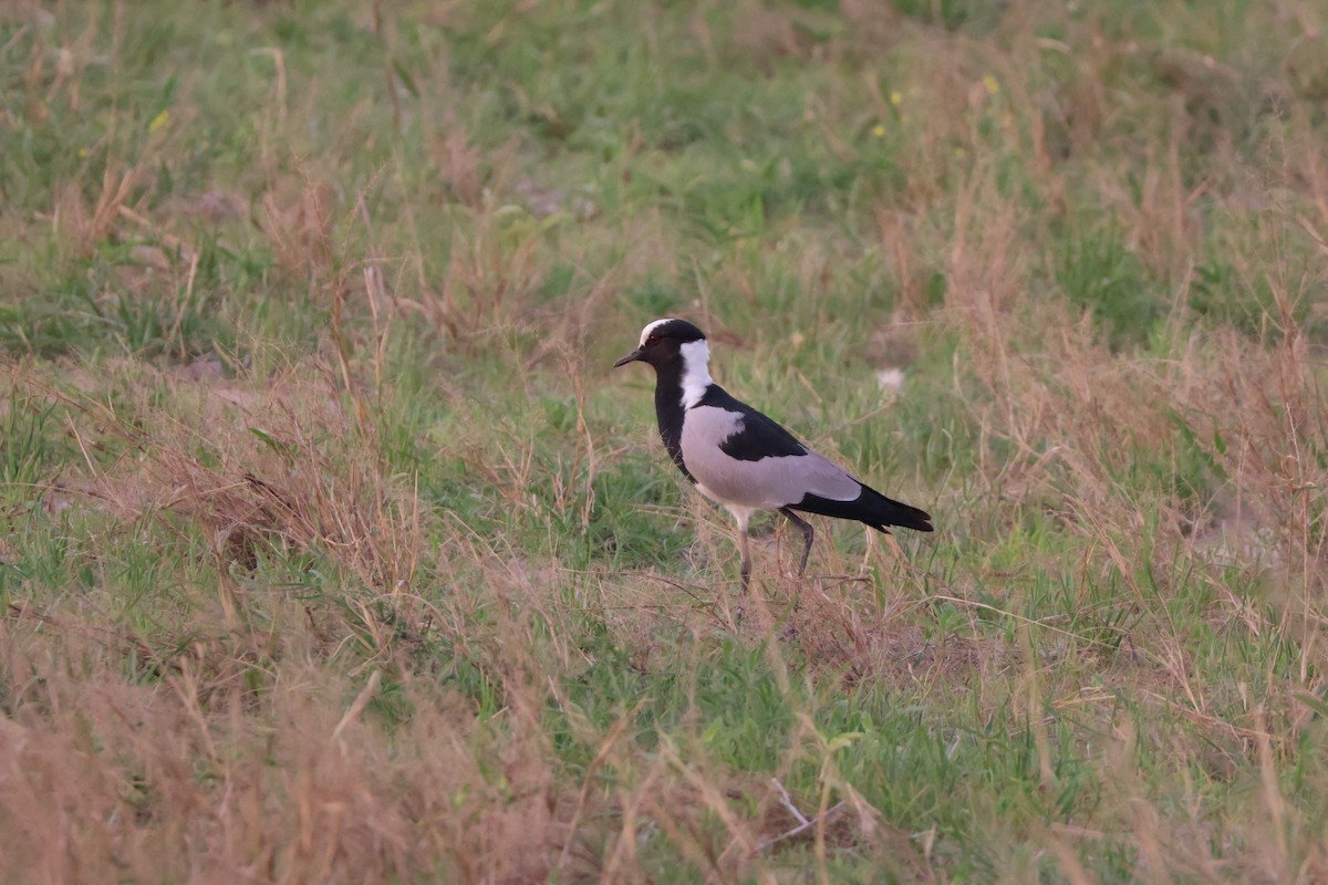 Hegabera pintoa - ML647408888