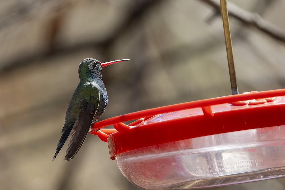 Broad-billed Hummingbird - ML647408889