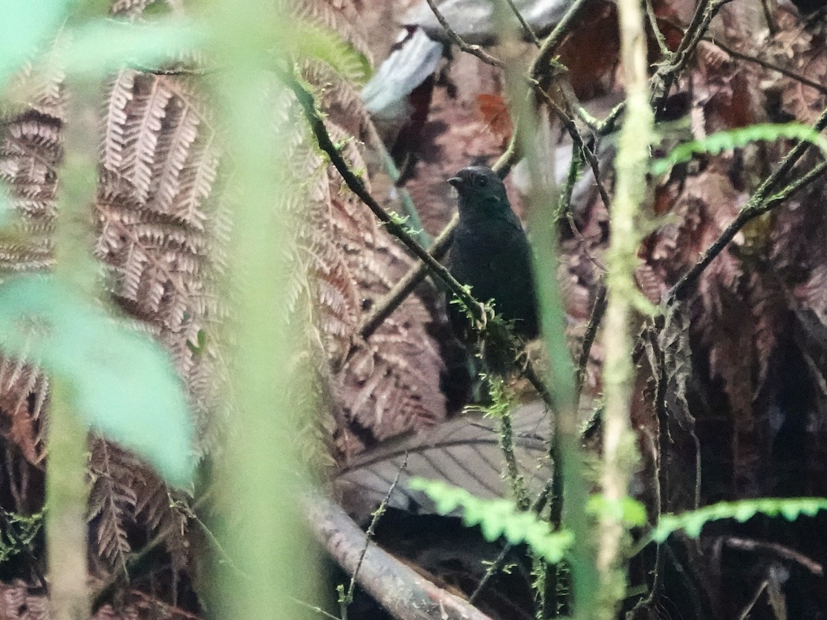 White-crowned Tapaculo - ML647408890