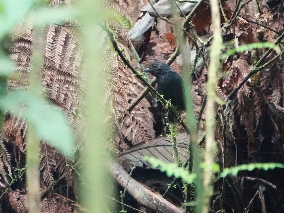 White-crowned Tapaculo - ML647408891
