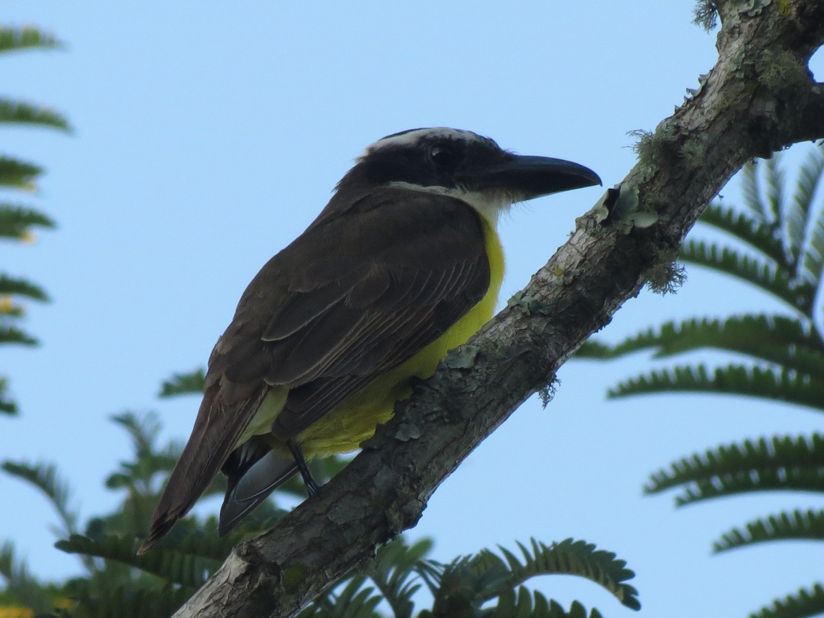 Boat-billed Flycatcher - ML647408892