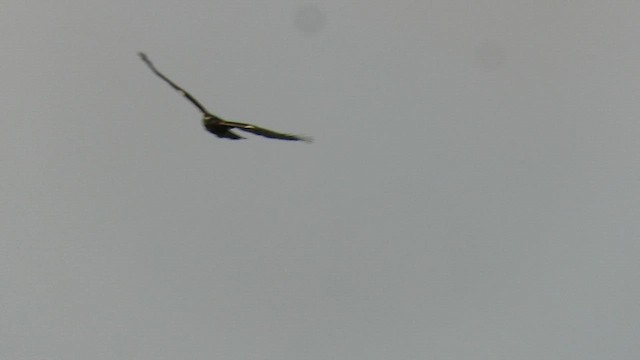 Zapelatz galtzaduna - ML647408894