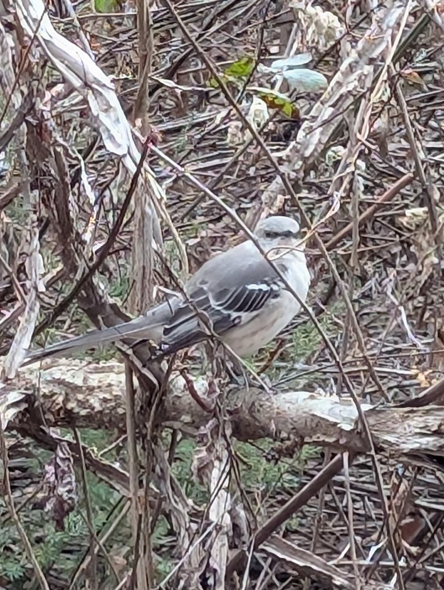 Northern Mockingbird - ML647408897