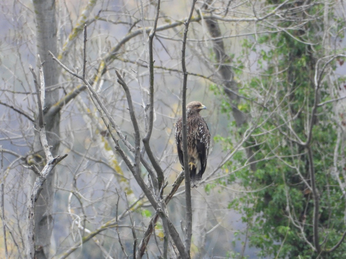 Arrano pikarta - ML647408898