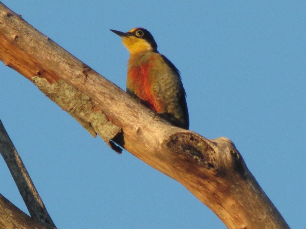 Yellow-fronted Woodpecker - ML647408899