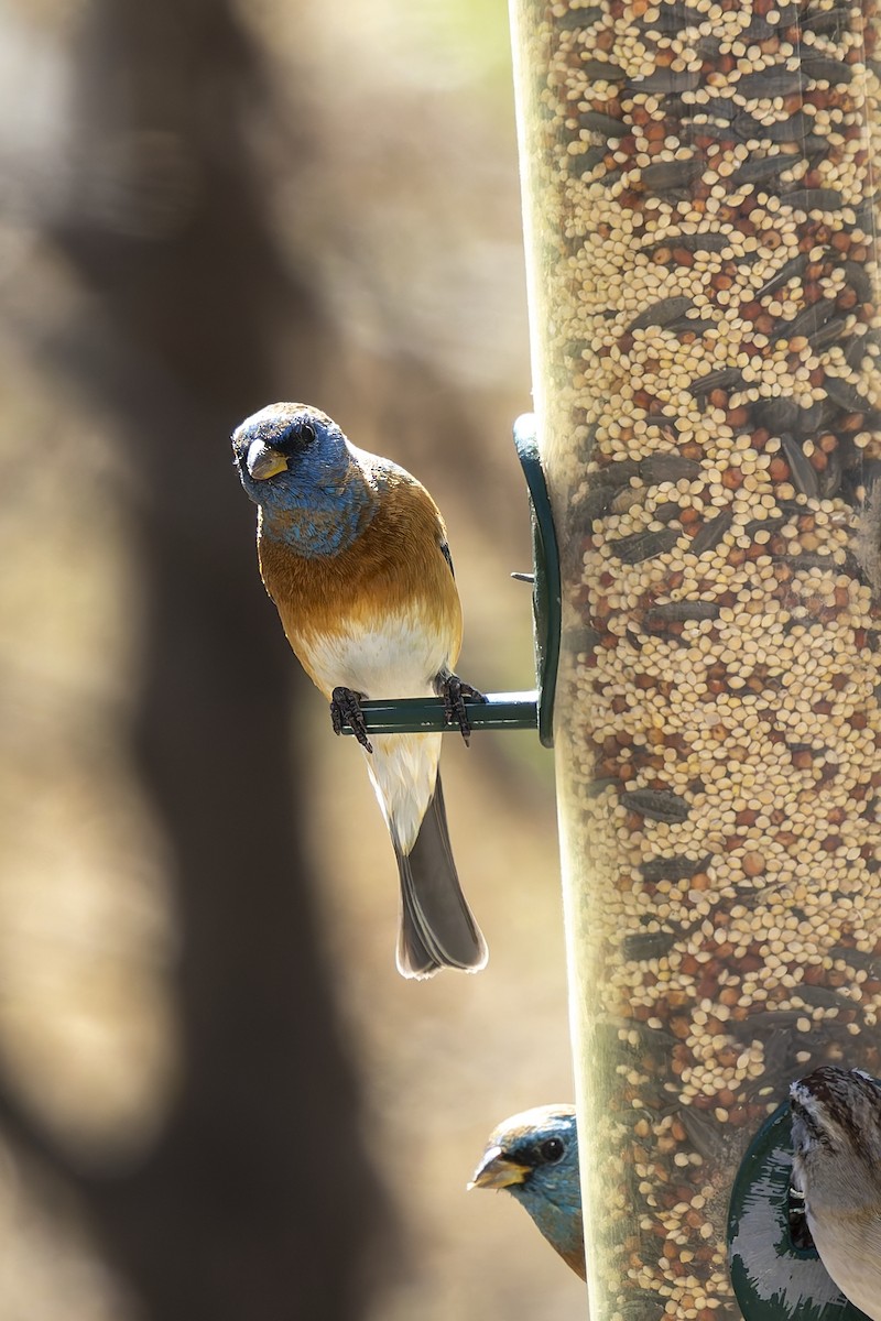 Lazuli Bunting - ML647408900