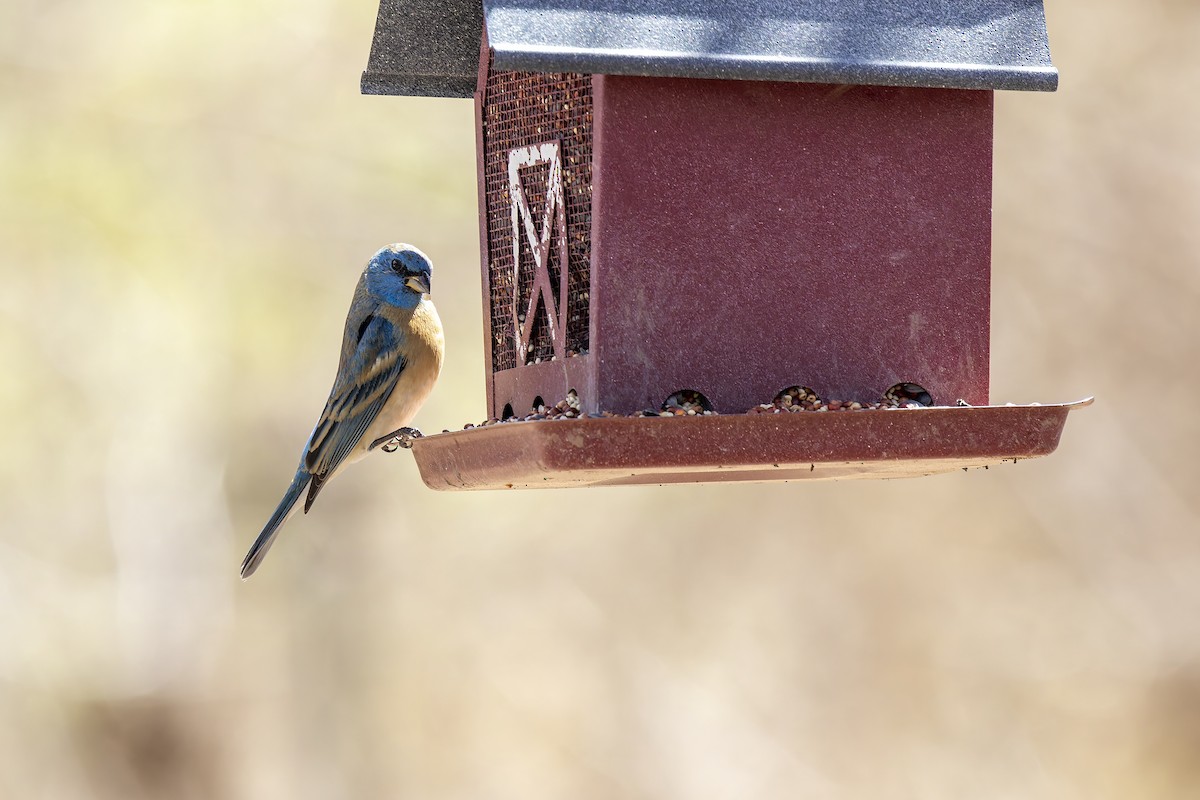 Lazuli Bunting - ML647408901