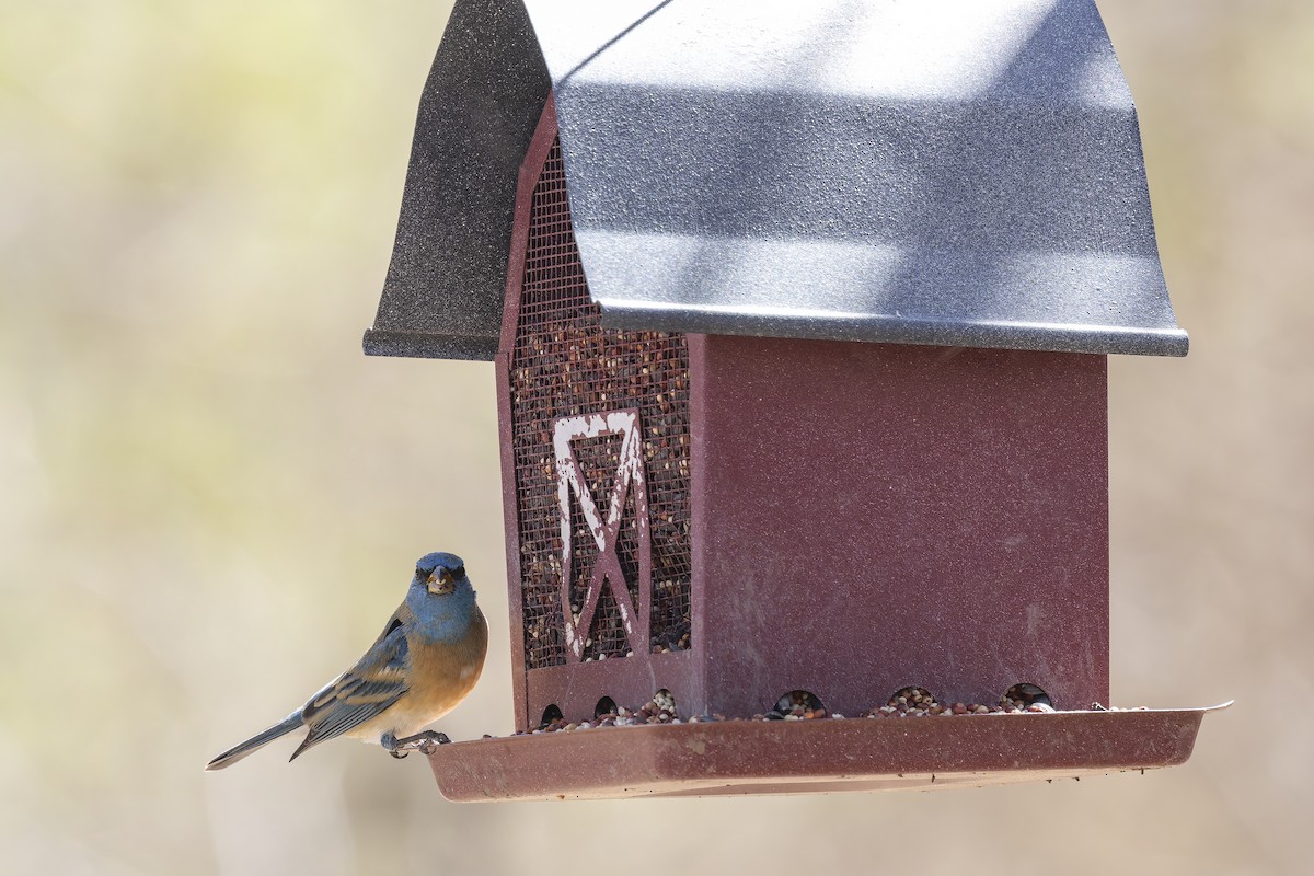 Lazuli Bunting - ML647408902