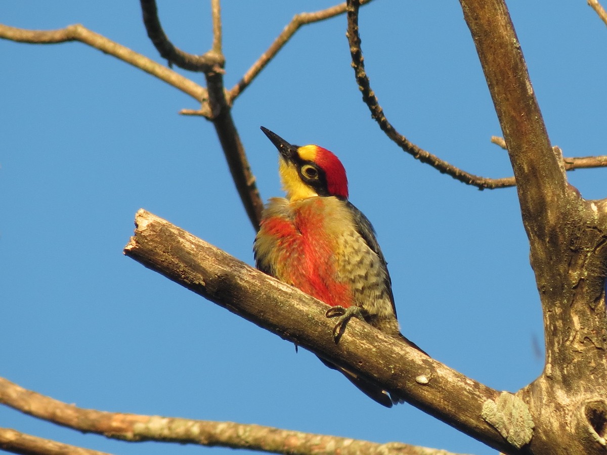 Yellow-fronted Woodpecker - ML647408905