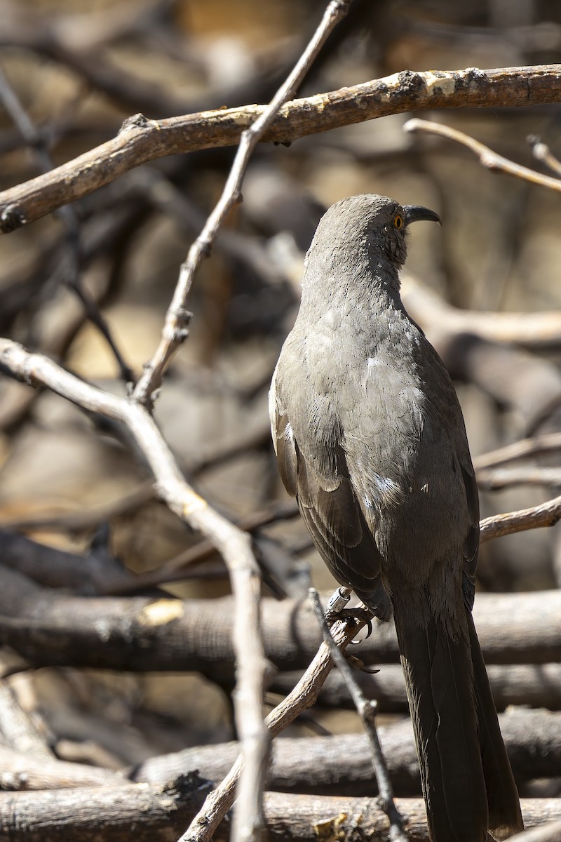 Curve-billed Thrasher - ML647408906
