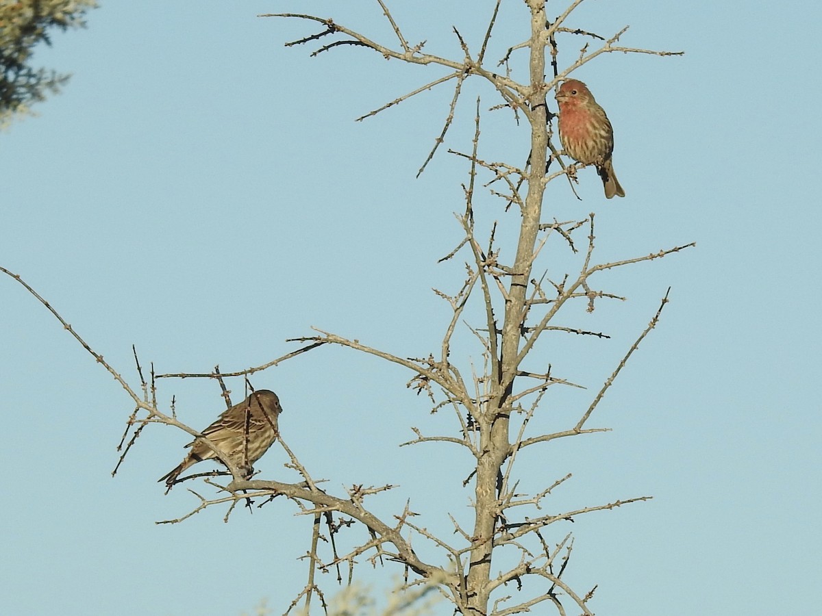 Burugorri arrunta - ML647408908