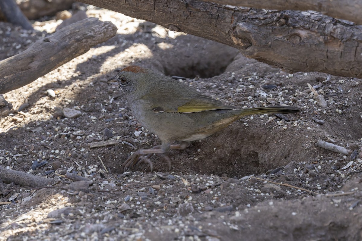 Green-tailed Towhee - ML647408909