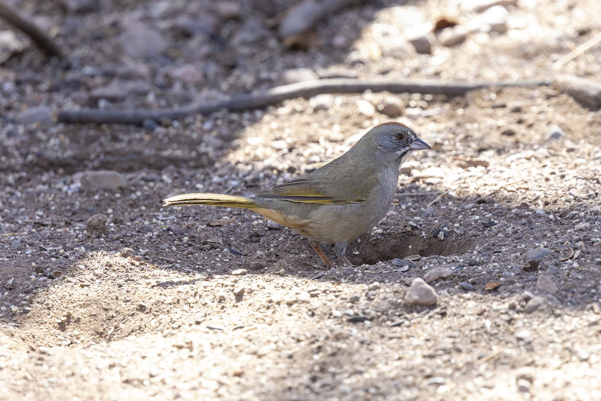 Green-tailed Towhee - ML647408910