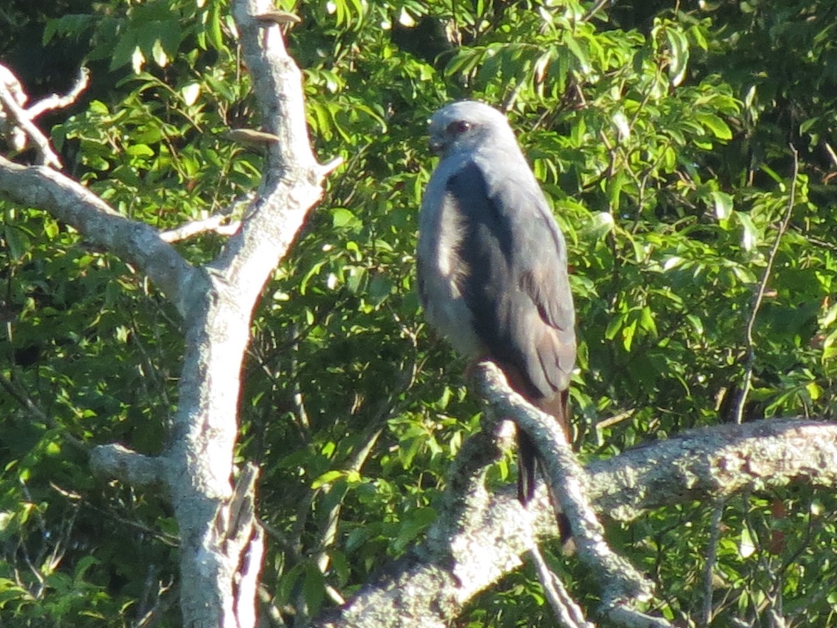 Plumbeous Kite - ML647408911