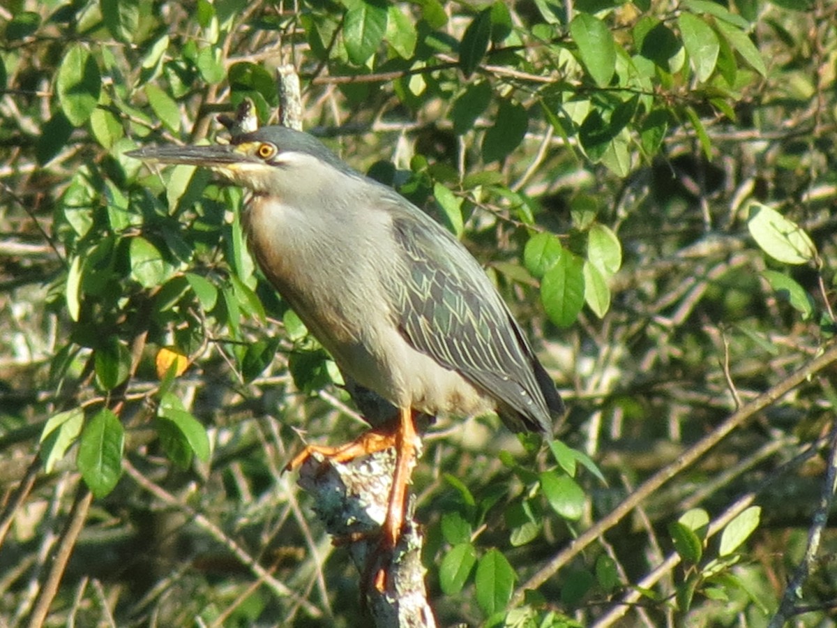 Striated Heron - ML647408913