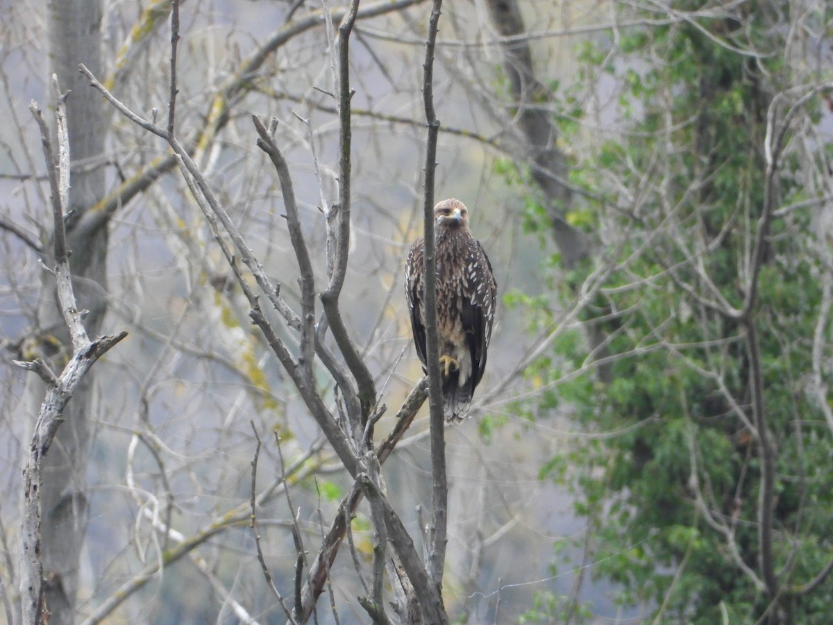 Arrano pikarta - ML647408914