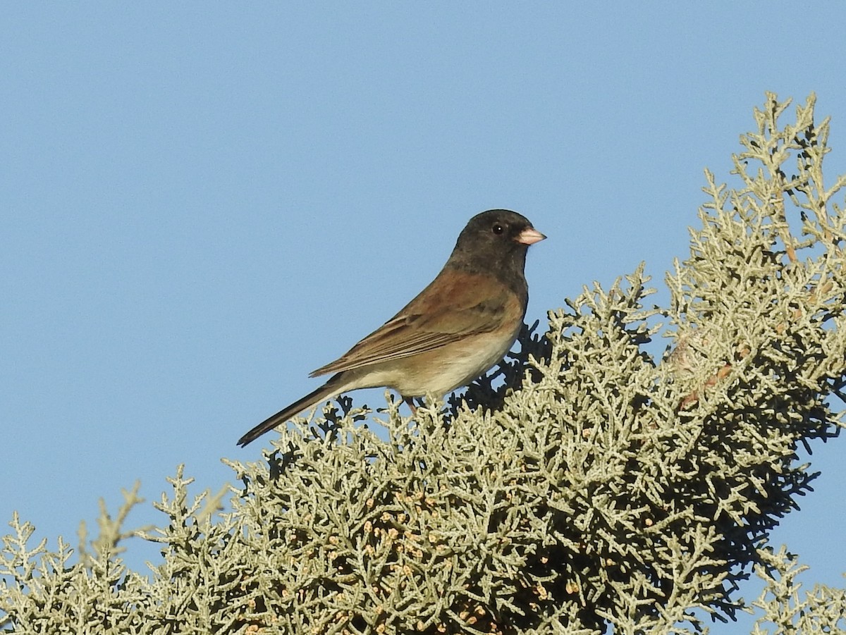 Dark-eyed Junco (Oregon) - ML647408916