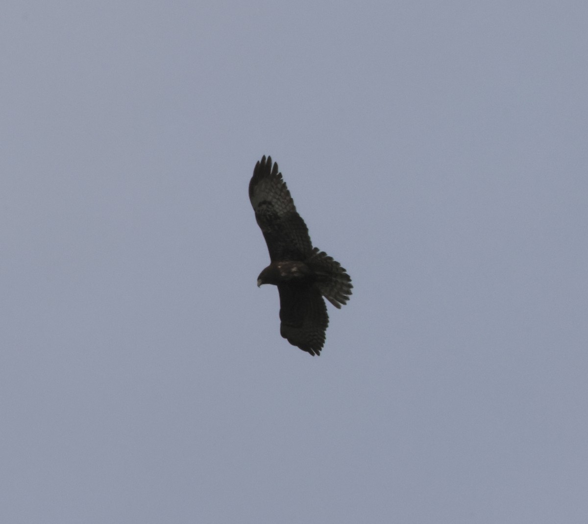 Short-tailed Hawk - ML647408917