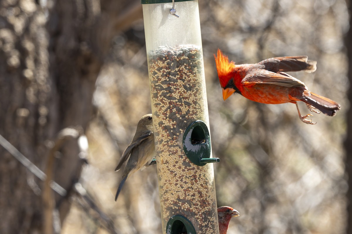 Kardinal arrunta - ML647408918