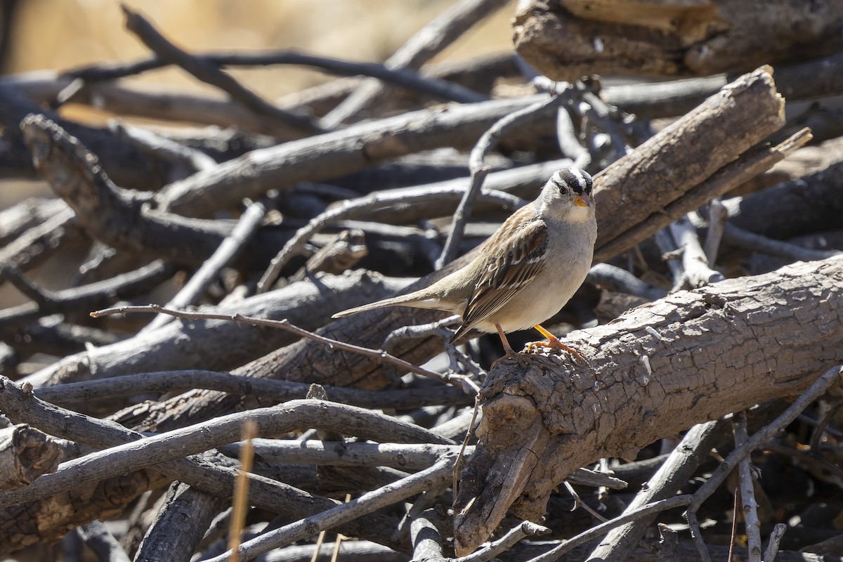White-crowned Sparrow - ML647408921
