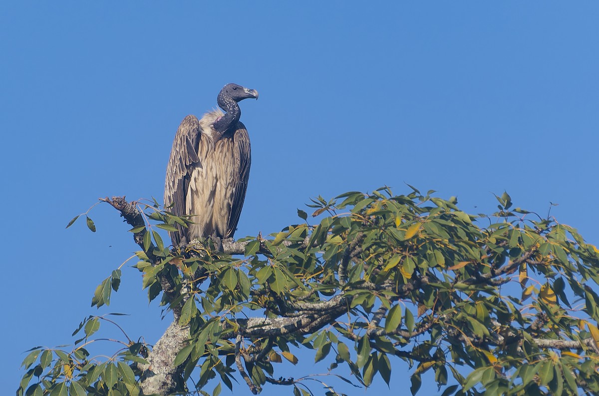 Slender-billed Vulture - ML647408922