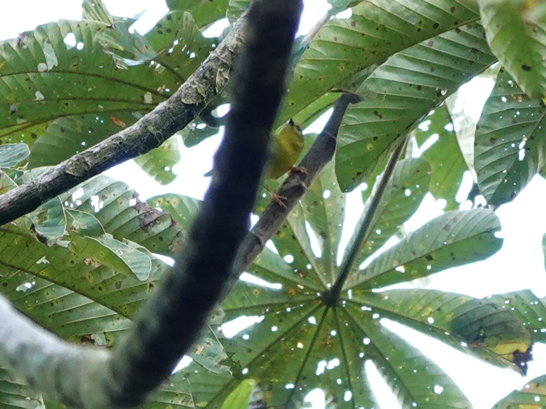 Cuzco Warbler - ML647408927