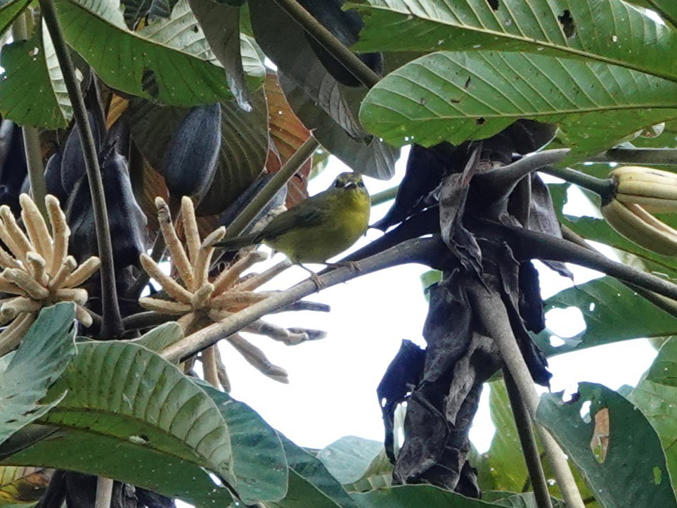 Cuzco Warbler - ML647408928