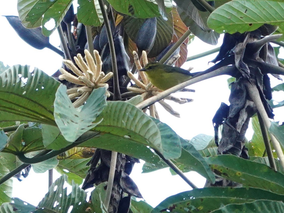 Cuzco Warbler - ML647408929