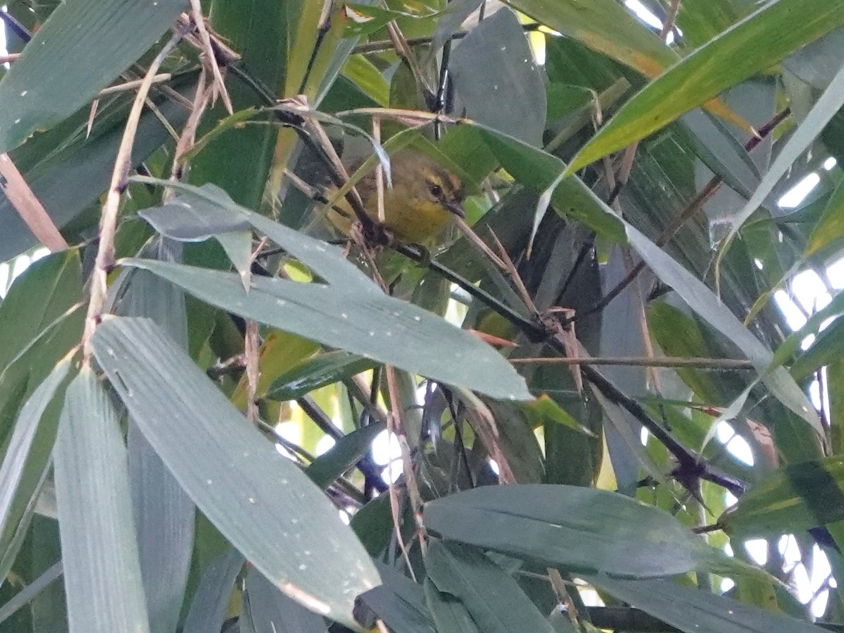 Cuzco Warbler - ML647408930