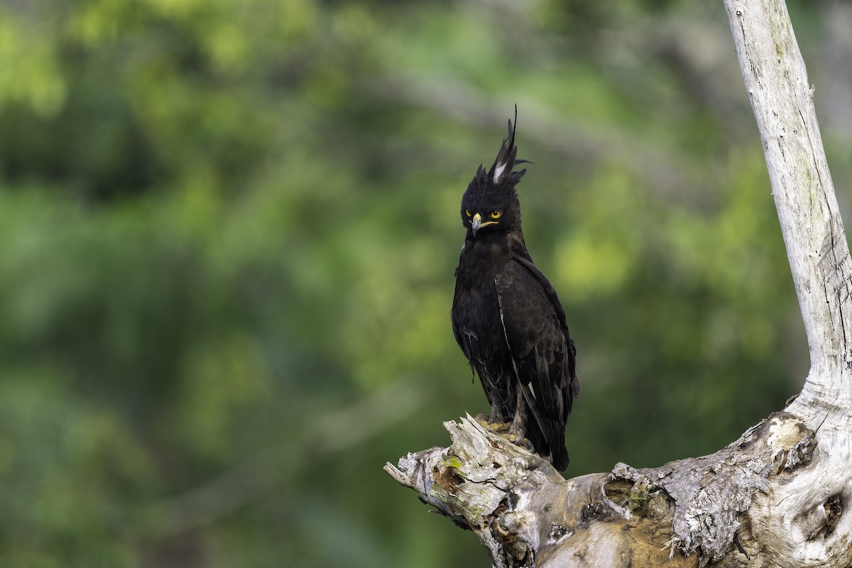 Long-crested Eagle - ML647408939