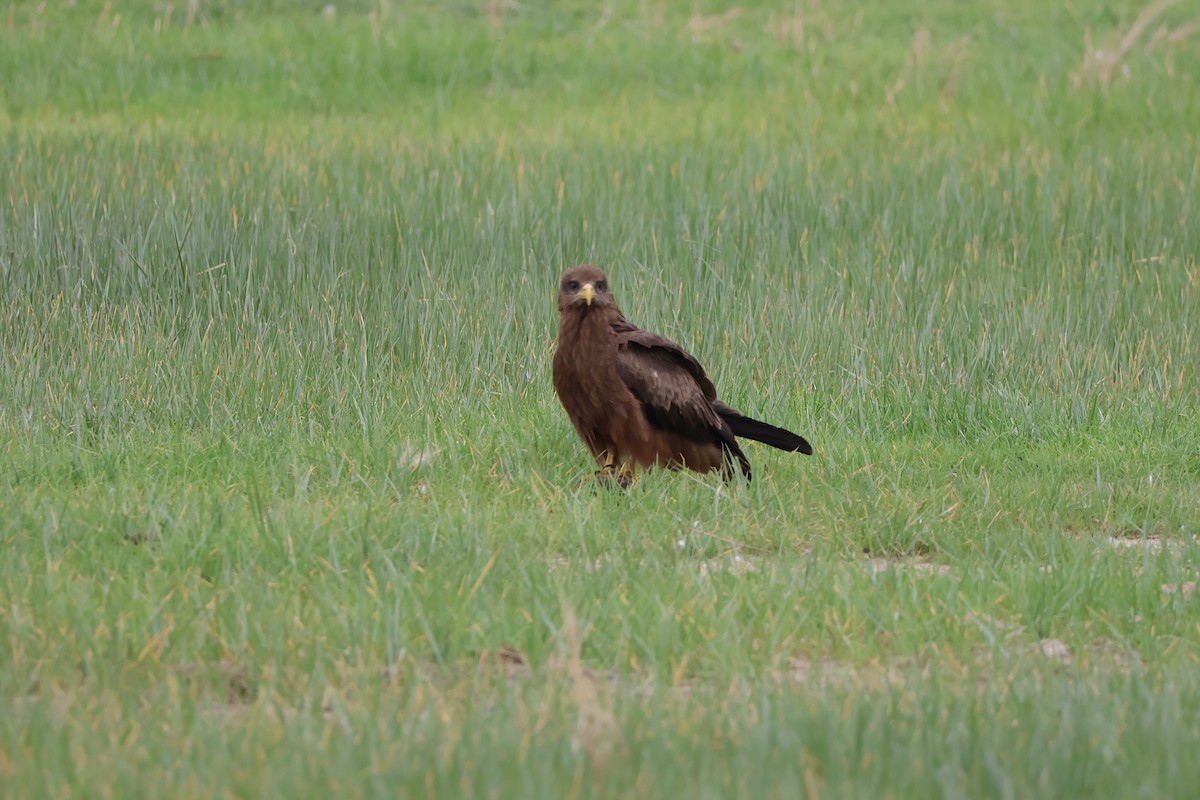 Шуліка чорний - ML647408965