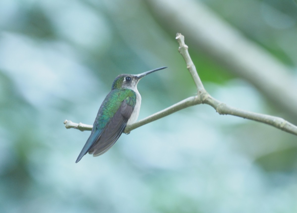 Wedge-tailed Sabrewing (Long-tailed) - ML647408966