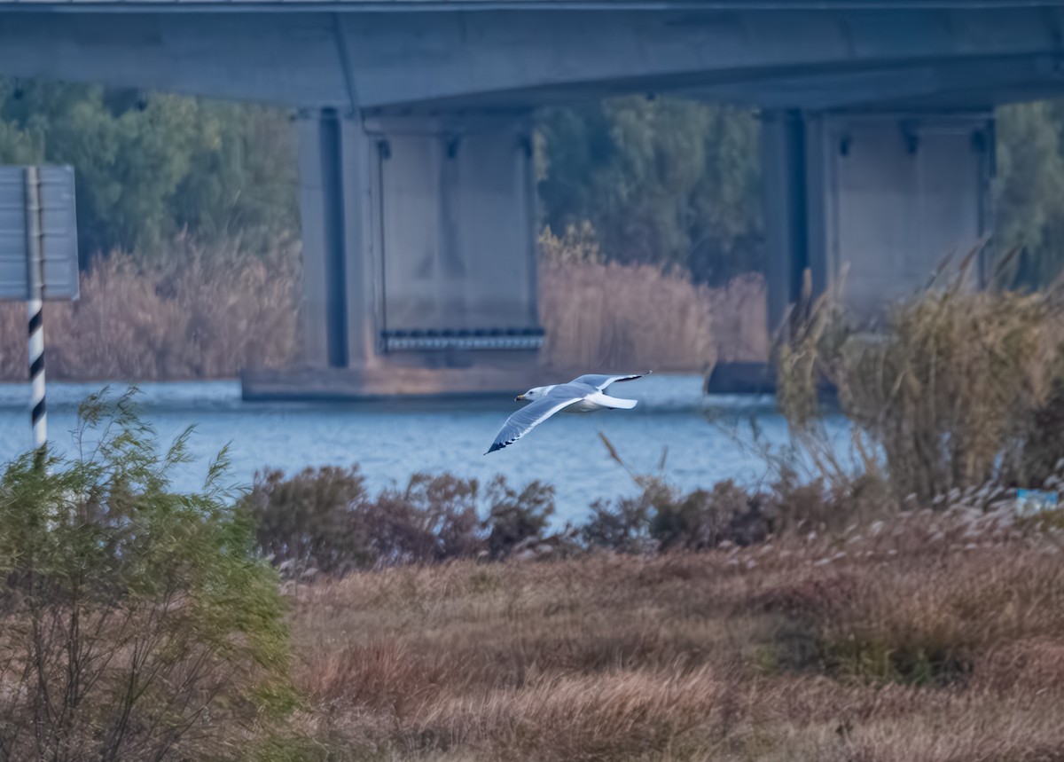 モンゴルセグロカモメ - ML647408979