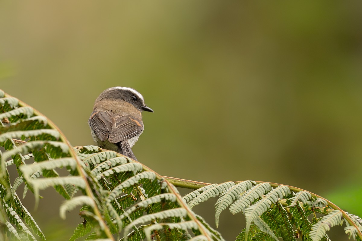 Rufous-breasted Chat-Tyrant - ML647408984
