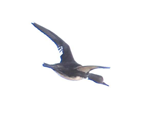 ウミアイサ - ML647408987