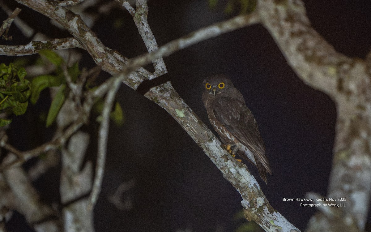 sovka dravčí - ML647409003