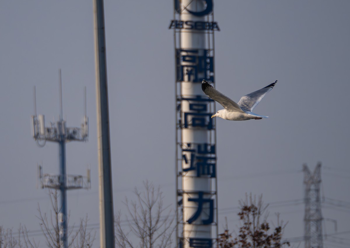 モンゴルセグロカモメ - ML647409004