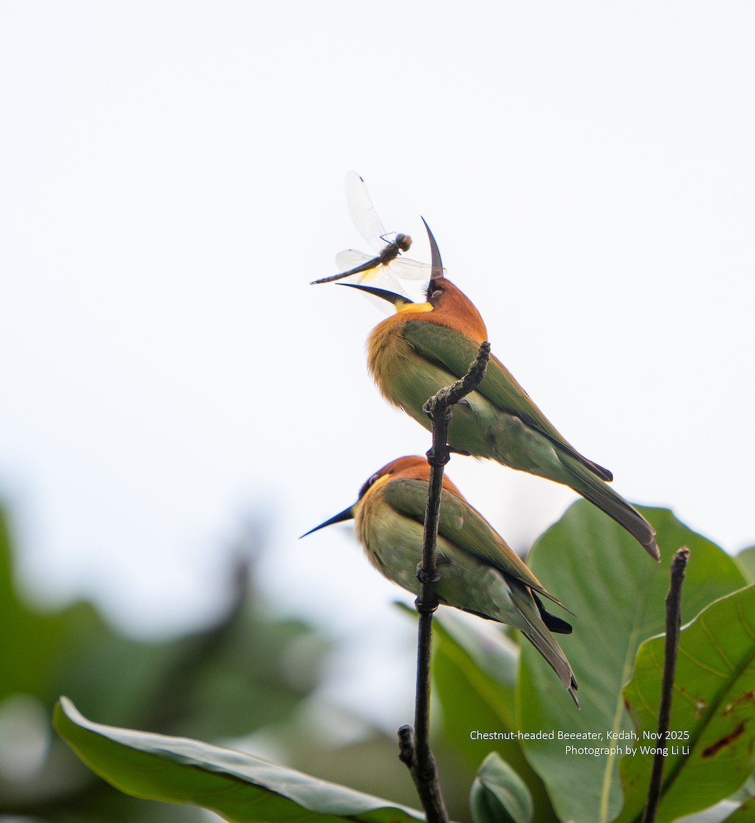 Chestnut-headed Bee-eater - ML647409008