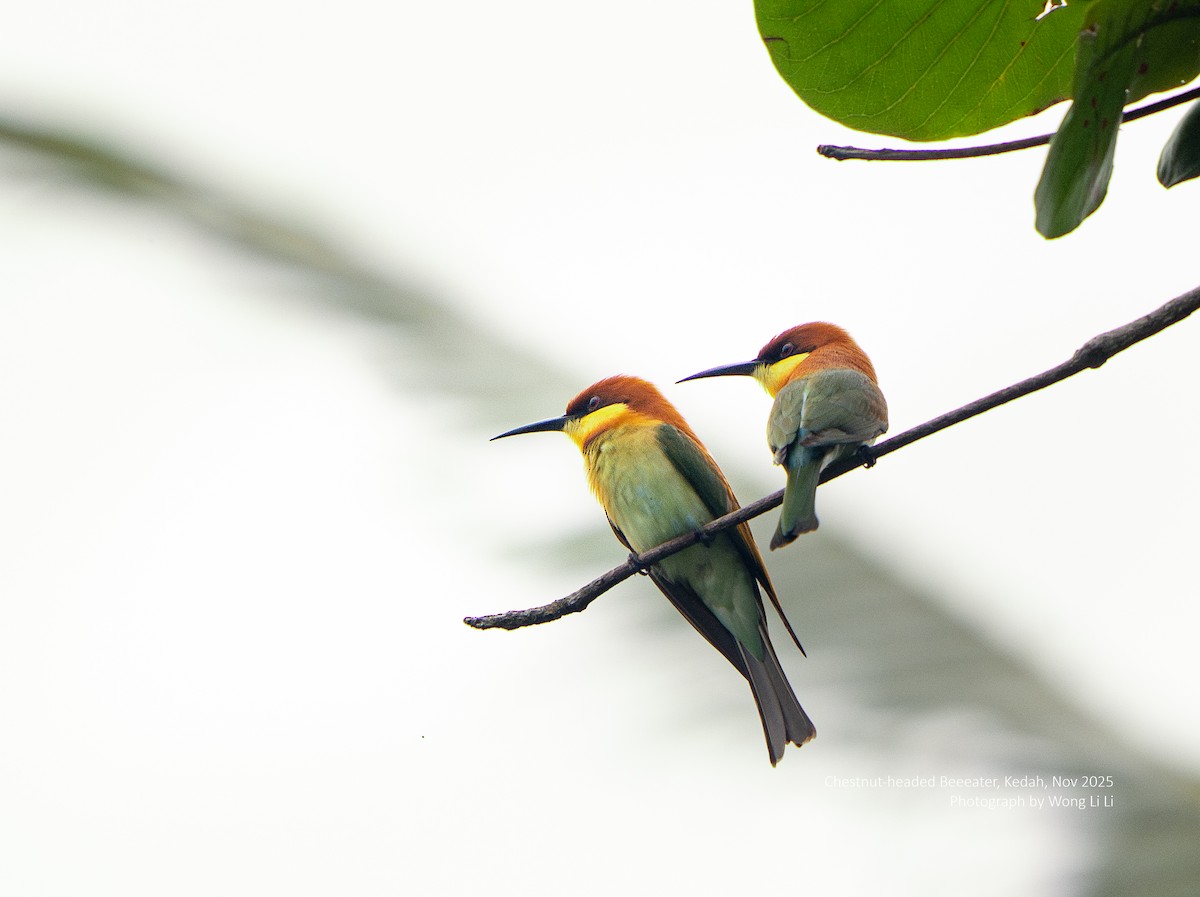 Chestnut-headed Bee-eater - ML647409012