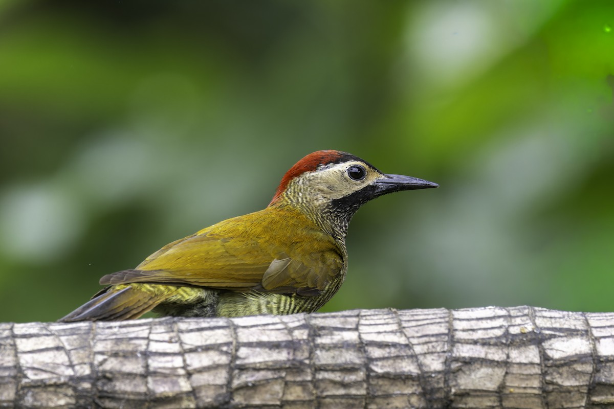 キンバネモリゲラ - ML647409015