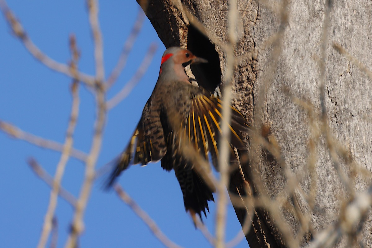 ハシボソキツツキ - ML647409016