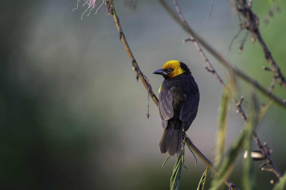 Black-necked Weaver - ML647409017
