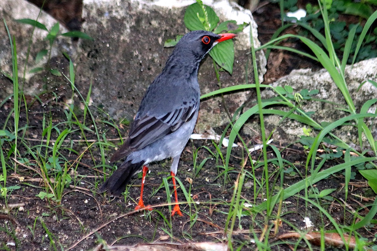 Eastern Red-legged Thrush - ML647409018