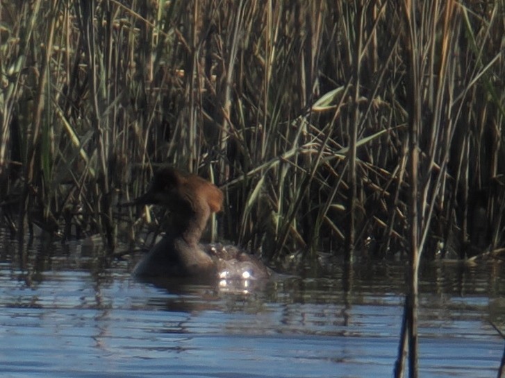 オウギアイサ - ML647409019