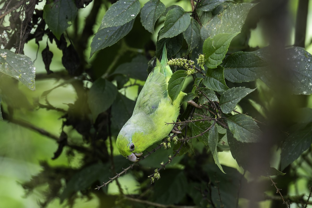 マメルリハシインコ - ML647409021